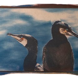 T52. Tricolour Cyanotype with Maria Solaguren-Beascoa