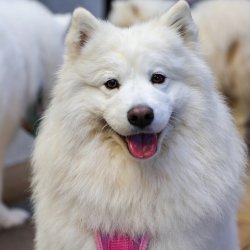 Samoyed Cafe Halloween - London