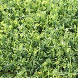 Small-Scale Cover Cropping Workshop