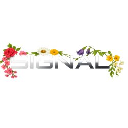 Signal : summer sessions