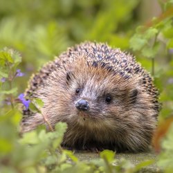 A hedgehog among green vegetation and flowers