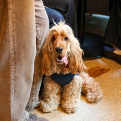 Cocker Spaniel Cafe Christmas - Durham