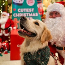 Golden Retriever Cafe Christmas - Durham