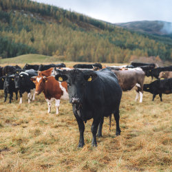 Upland AMP Grazing for Nature, Health and Profit - Rottal Land & Livestock