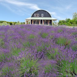 Lavender Hill Farm and Distillery Tour: Summer 2026/2027