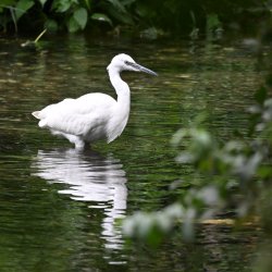 An Egret on the River Wandle
