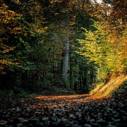 autumn forest
