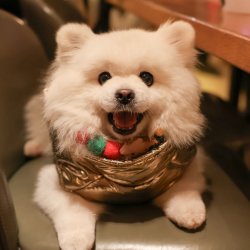 Pom Cafe Christmas - Liverpool