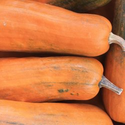Long pie pumpkins sit next to each other in a crate