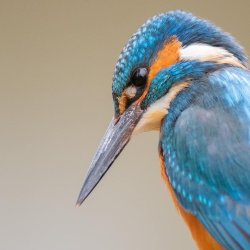 Guided Twilight Nature walks