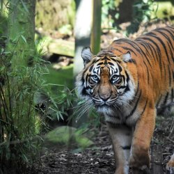 Zoofari Tours:  Animal Athletics (For kids!)