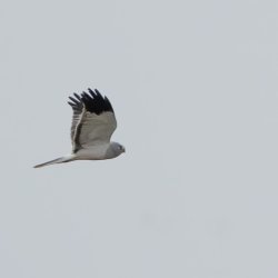 Mid-week Afternoon Walk : Grove Ferry (Hen Harriers and Woodcock)