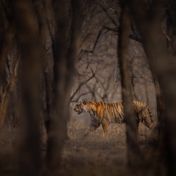 Off The Path Live: Indien - Podcast mit Sebastian & Lea