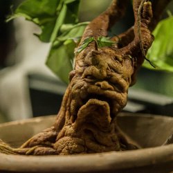 7 Essential Roots for Witches – Online Class