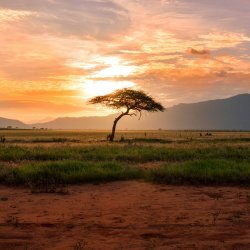 Return to South Africa – Wealth and tax consultations