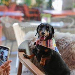 Dachshund Disco - Derby