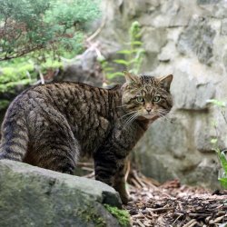 Early Access Tours: Wildcats and Legends
