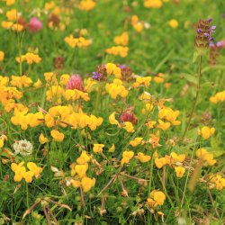 A Wild Night in - Help Shape Nature Recovery in South Yorkshire