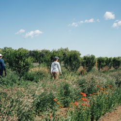 Seed to Supper: An Evening in the Field with MASA x Mad Agriculture