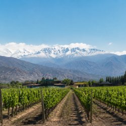 Exclusive Chilean Tasting (English)