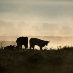 Farmland Photography