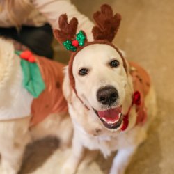 Golden Retriever Cafe Christmas - Cardiff