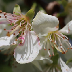 Blossoms at Platt Field Park, image by Rae Story