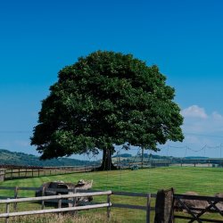 Corporate Open Day at Heaton House Farm