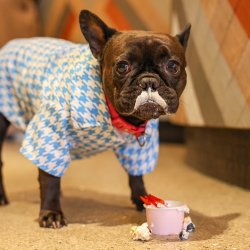 Frenchie Cafe - Oxford