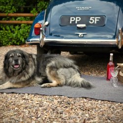 Ginger cat crafts and classic car show