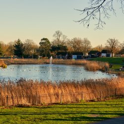 Maldon, Marine Lake, Promenade Park - John Guiver (February 2022) Picture of Maldon Promenade lake with golden bull rushes along the outside