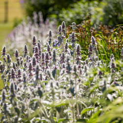 National Garden Scheme - Summer Opening - 26th July