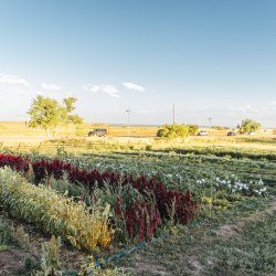 Yellow Barn Farm Volunteer Days