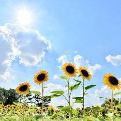 Sunflowers