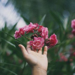 A hand gently touching summer flowers in bloom