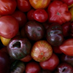 A variety of tomatoes are featured