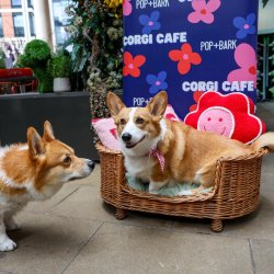 Corgi Cafe - Cardiff