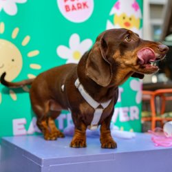 Dachshund Cafe - Oxford