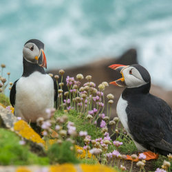 CPAWS NL Puffin Patrol 2026