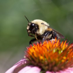 Bumblebee sitting on a coneflower with pink petals and orange centre.