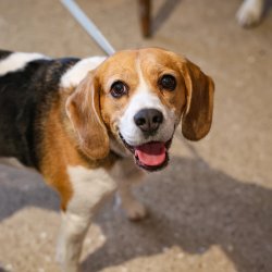 Beagle Cafe - Surrey