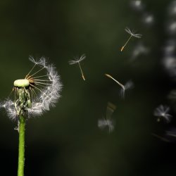 A dandelion with the 'clocks' blowing away