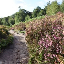 Heather on Blacka Moor nature reserve