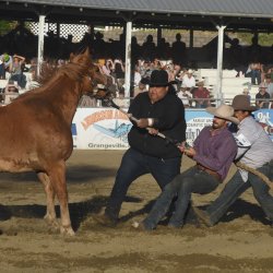 FAMILY NIGHT PACKAGE Grangeville Border Days Rodeo 2026 - Thursday, July 2 6 PM