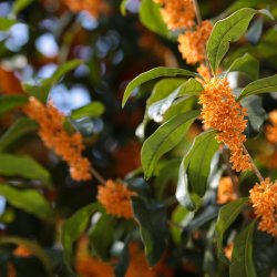 Fall Garden Ramble