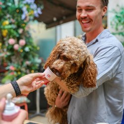POP+BARK Ulti-Mutt Dog Cafe - Surrey