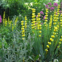 DWT- Water Friendly Gardening Devon LNP – Devon Water Quality Summit series