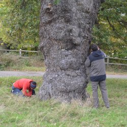 Scoping Surveys for Arborists