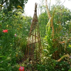 Weaving a Willow Plant Support with Hazel Godfrey (5 November 2026)