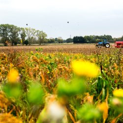 Tractor ploughing, Bradwell - Oct'15 - 3644 SOP